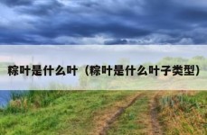 粽叶是什么叶（粽叶是什么叶子类型）