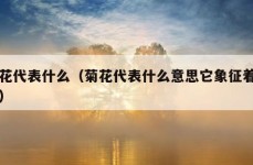 菊花代表什么（菊花代表什么意思它象征着什么）