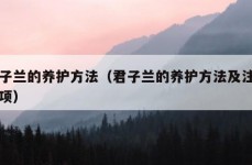 君子兰的养护方法（君子兰的养护方法及注意事项）