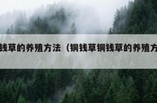 铜钱草的养殖方法（铜钱草铜钱草的养殖方法）