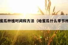 哈蜜瓜种植时间和方法（哈蜜瓜什么季节种植）