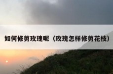 如何修剪玫瑰呢（玫瑰怎样修剪花枝）