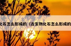 化石怎么形成的（古生物化石怎么形成的）