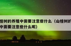 山楂树的养殖中需要注意些什么（山楂树的养殖中需要注意些什么呢）