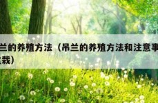 吊兰的养殖方法（吊兰的养殖方法和注意事项 盆栽）