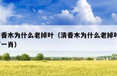 清香木为什么老掉叶（清香木为什么老掉叶?打一肖）