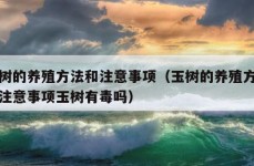 玉树的养殖方法和注意事项（玉树的养殖方法和注意事项玉树有毒吗）